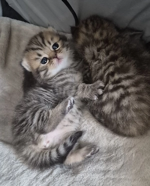 BKH Kitten (Reinrassige)