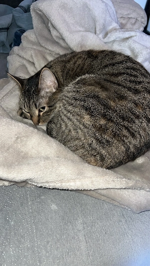 liebevolle misha sucht ein neues Zuhause