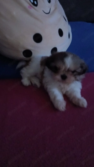 Shih tzu welpe
