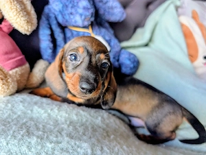 Zwergdackel Welpen Zwerg Dackel 