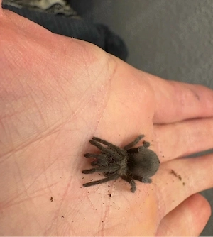 vogelspinnen bestandsreduzierung