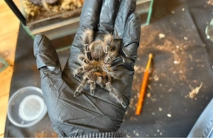 Vogelspinnen zur Abgabe