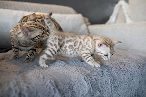 Wunderschöne Bengal-Kätzchen von TICA!!! Kontaktieren Sie uns per WhatsApp unter: 01784247709  