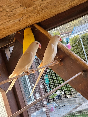 Guten Tag wir geben sehr schöne Halsbandsittiche in gute Hände. Bild 5