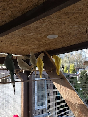 Guten Tag wir geben sehr schöne Halsbandsittiche in gute Hände. Bild 7