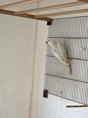 Guten Tag wir geben sehr schöne Halsbandsittiche in gute Hände. Bild 3