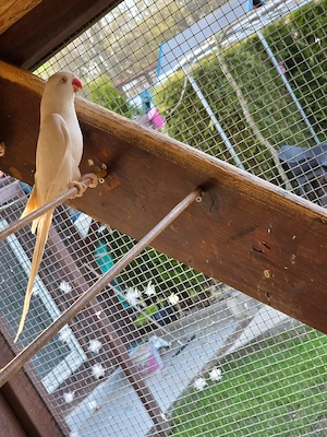 Guten Tag wir geben sehr schöne Halsbandsittiche in gute Hände. Bild 2