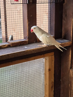 Guten Tag wir geben sehr schöne Halsbandsittiche in gute Hände. Bild 4