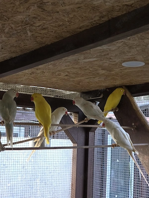 Guten Tag wir geben sehr schöne Halsbandsittiche in gute Hände. Bild 8