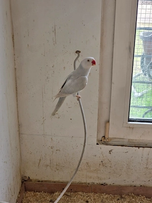 Guten Tag wir geben sehr schöne Halsbandsittiche in gute Hände. Bild 6