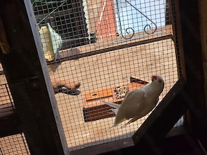 Guten Tag wir geben sehr schöne Halsbandsittiche in gute Hände.