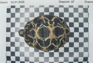 Astrochelys radiata 2024 Strahlenschildkröte