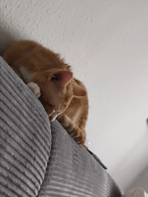 Kater dringend abzugeben 