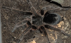 1.0 Grammostola anthracina, Vogelspinne  Bild 3