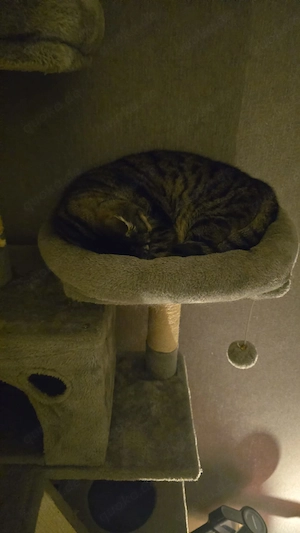 Ich verkaufe meinen Kater 