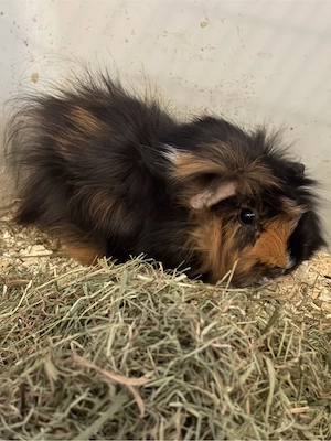 Rosetten Meerschweinchen Bock 1 Jahr alt 