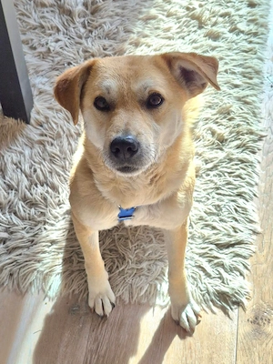 Wer gibt Peggy eine Chance?