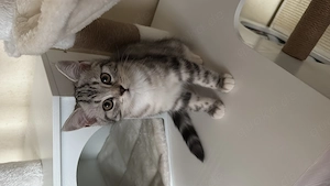 Babykatze zu verkaufen 