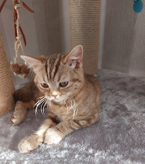 Bezauberndes BKH Weibchen zu vermitteln 