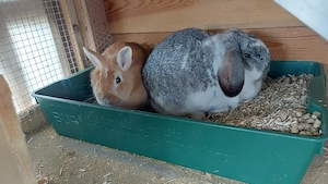 zwergkaninchen  abgeben 