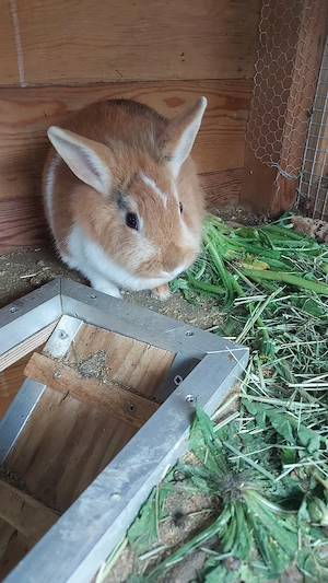 zwergkaninchen  abgeben  Bild 3