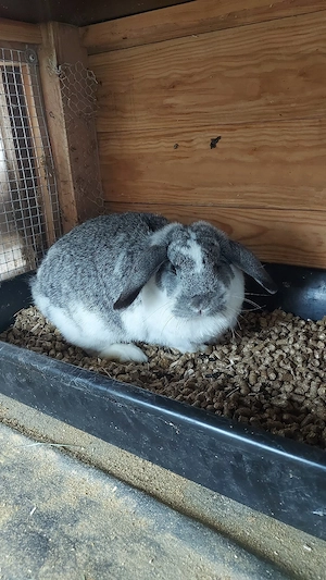 zwergkaninchen  abgeben  Bild 4