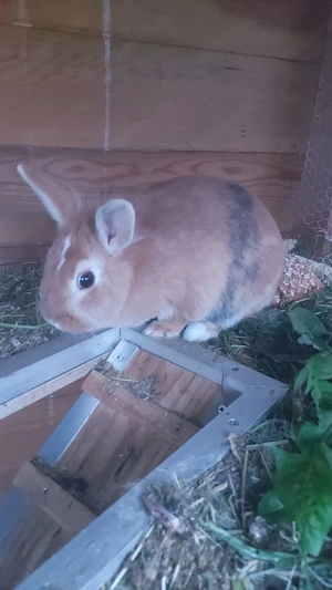 zwergkaninchen  abgeben  Bild 2