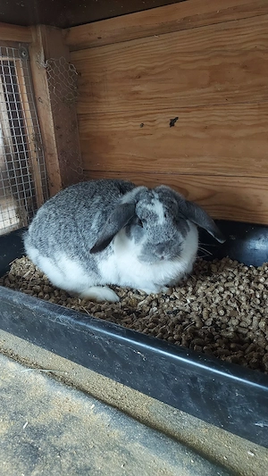 zwergkaninchen  abgeben  Bild 5