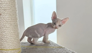 Devon Rex Mädchen