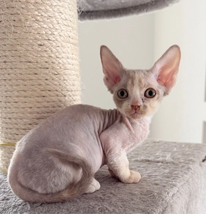 Wunderschönes Devon Rex Mädchen sucht ein liebevolles Zuhause. Kein Liebhaberpreis!  