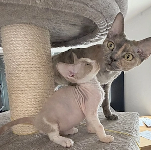 Devon Rex Mädchen