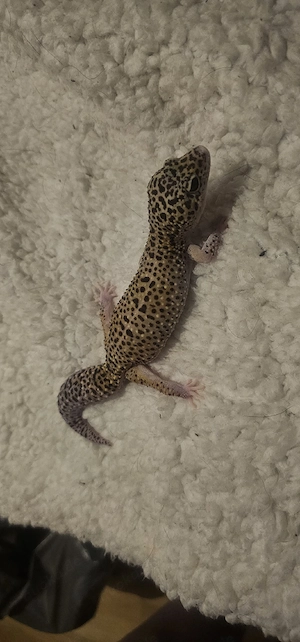 leopardgeckos 