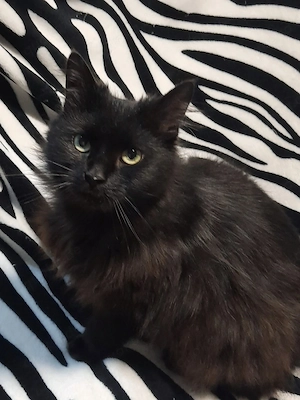 Busya sucht eine liebevolle Familie.