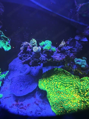 chalice Space Invader 