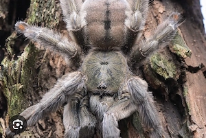 Psalmopoeus Cambridgei Vogelspinne 0.1 Adultes Weibchen 