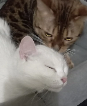 Bengal Mix Türkische Angora Kitten , Katzen Babys  Bild 8