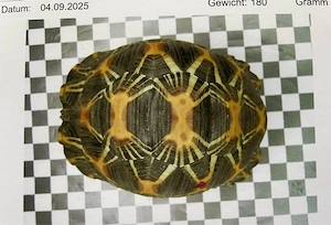 Strahlenschildkröte 2022 Astrochelys Radiata 