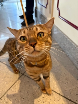 Bengal Kater , kleiner Leopard 