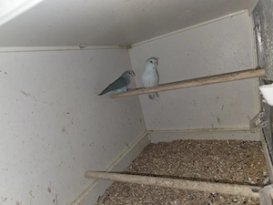 Guten Tag wir geben sehr schöne sperlingspapageien in gute Hände ab. Bild 2