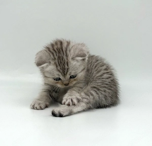 Wunderschöne reinrassige BKH Kitten mit Stammbaum!