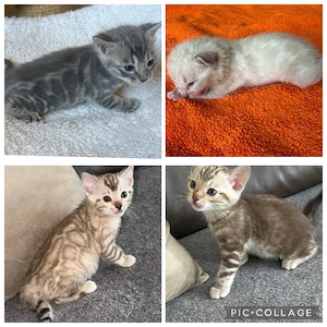 Bengal kitten Snow    Blue  Braun Reinrassig 