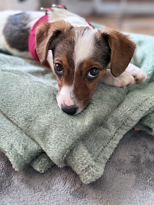 jack russell terrier