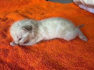 Bengal kitten Snow oder  Blue   Reinrassig  Bild 4