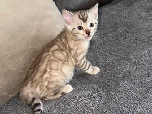 Bengal kitten Snow oder  Blue   Reinrassig  Bild 3