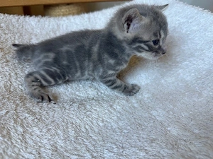 Bengal kitten Snow oder  Blue   Reinrassig  Bild 2