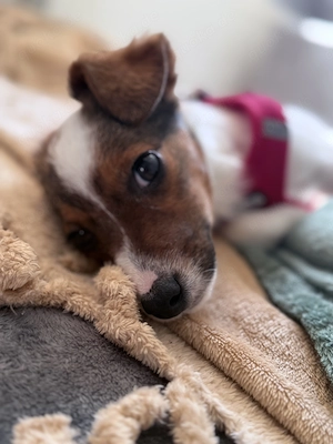 Jack Russell Terrier