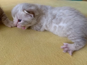 Bengal kitten Snow oder  Blue   Reinrassig  Bild 5