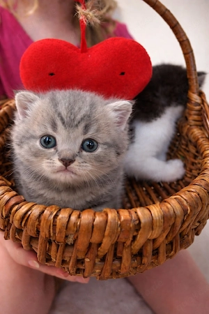 Katzenbabys bkh reinrassige Flecken grau golden Getiegert 