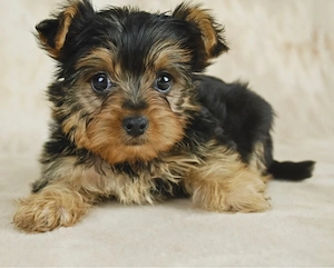 Yorkshire Terrier Welpe zu verkaufen.