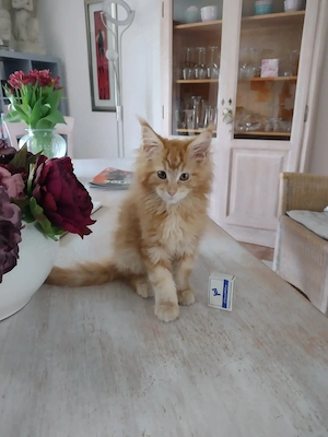 Maine Coon Kitten  Tabby Weiblich